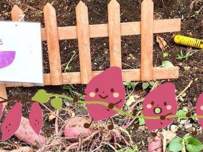 さつまいも収穫！